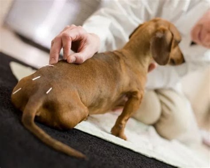 Acupuncture Pokes It’s Way To The Top of Pet Pampering