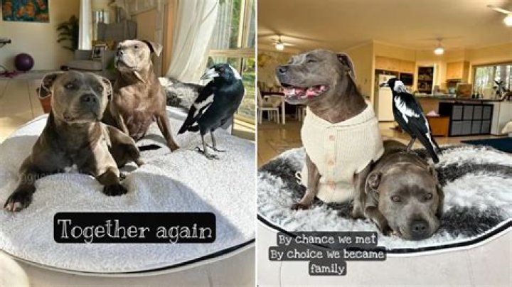 After Her Arrest Last Month, Molly the Magpie Is Finally Reunited With Her Dog BFF Peggy