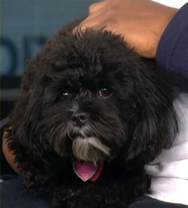 Anthony Mackie Pets - Celebrity Pets