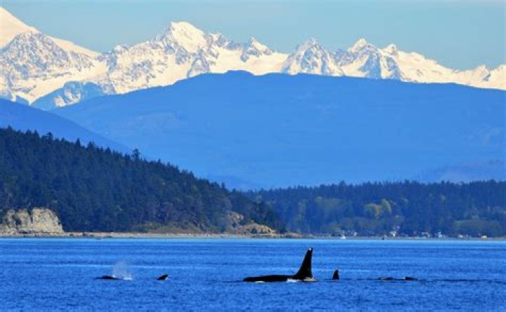 Best Place To See Orcas In The Wild