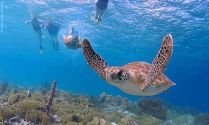 16 Best Spots for Snorkeling in Mexico