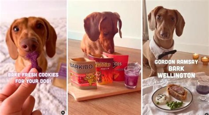 Cedric the Sausage Dog Is Living a Foodie Dream With Gourmet Home-Cooked Meals (@Thecedlife)