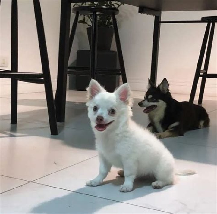 Cellbit (Rafael Lange) Pets - Celebrity Pets