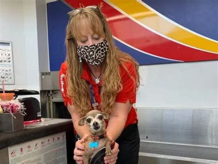 Chihuahua hides in cowboy boot, attempts flight to Vegas