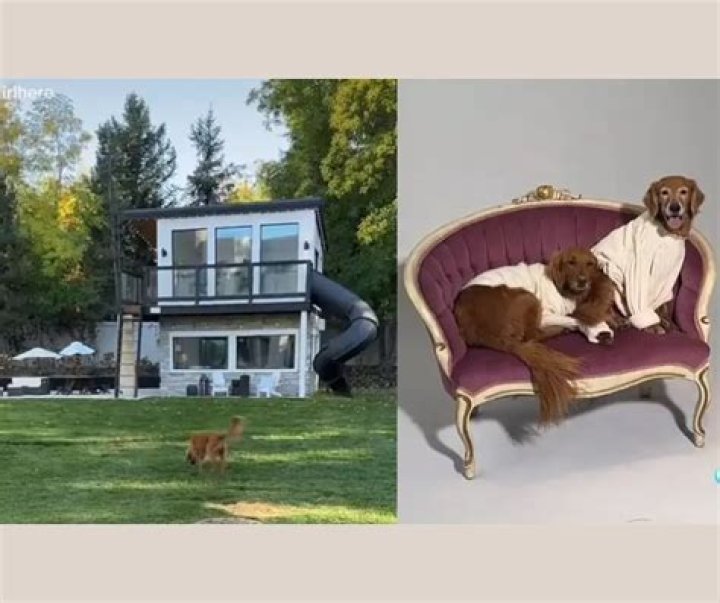 Chip Pups: Living luxuriously in their own doggy mansion