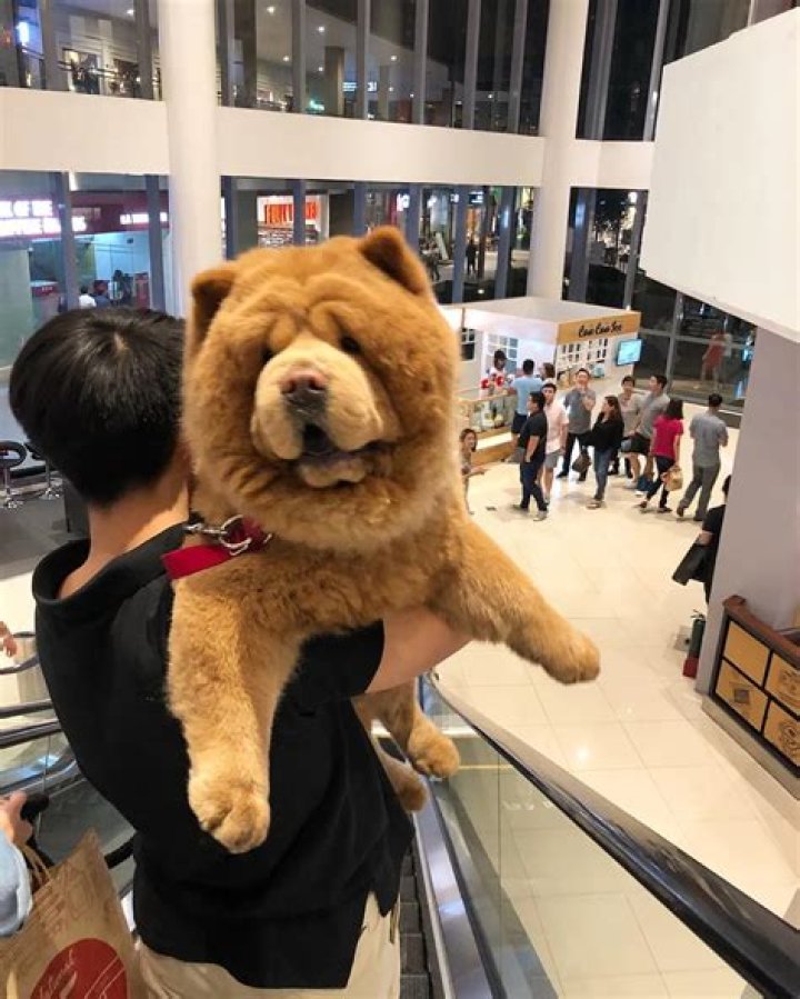 Chowder The Bear Dog is the “Stuffed” Animal We All Need