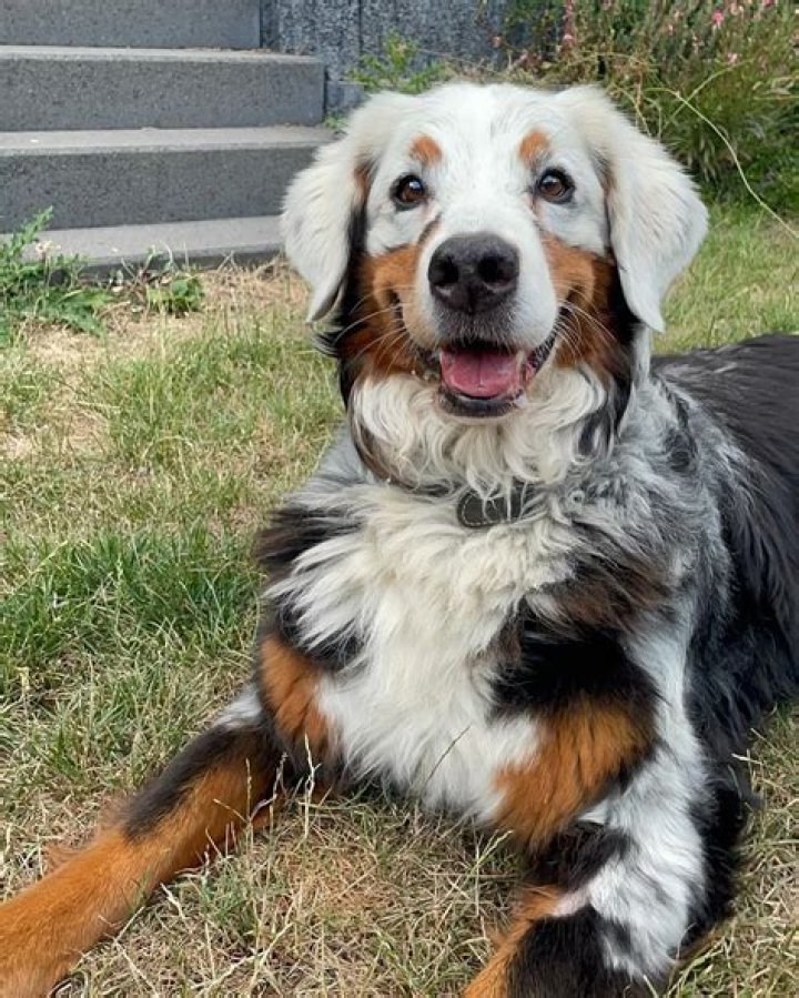 Fanny The Bernese Mountain Dog Is Literally Turning White and She Looks Amazing