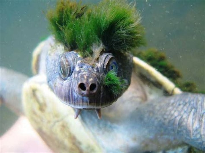 Green Haired Turtle Breathes Through His Junk & Is More Punk Than You