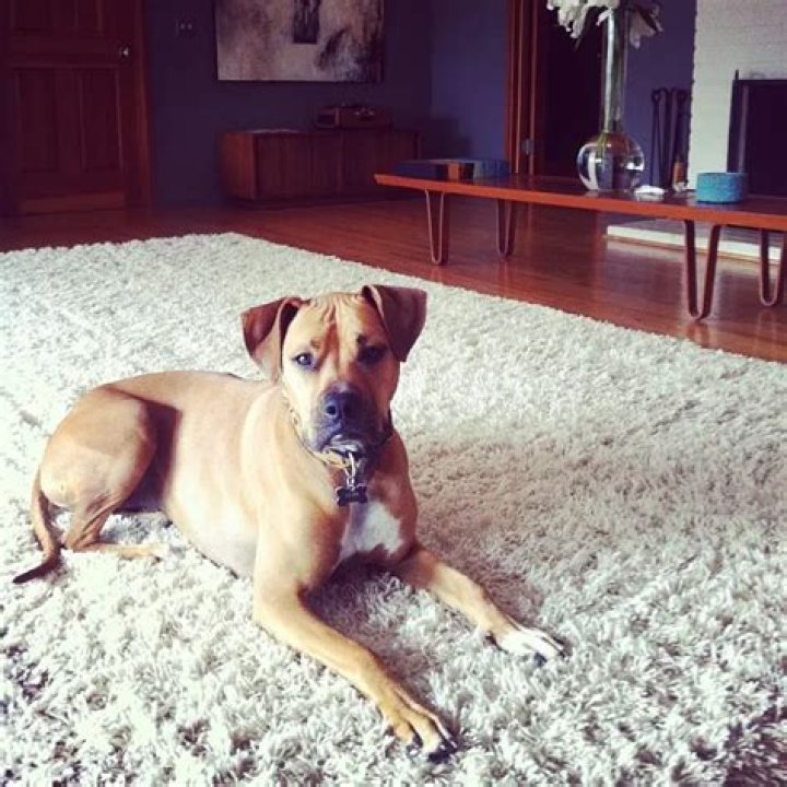 Johnny Galecki Pets - Celebrity Pets