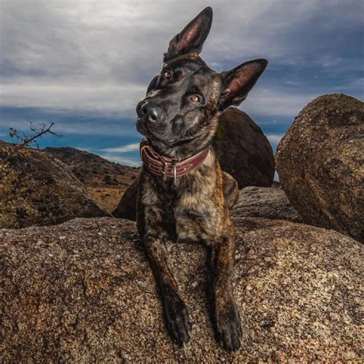 Jon Jones Pets - Celebrity Pets