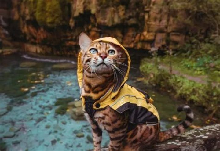 Josie Totah Pets - Celebrity Pets