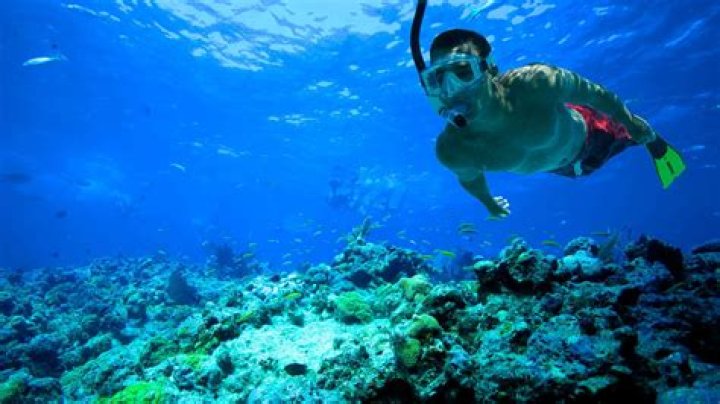 11 Best Places to Go Snorkeling in Key West