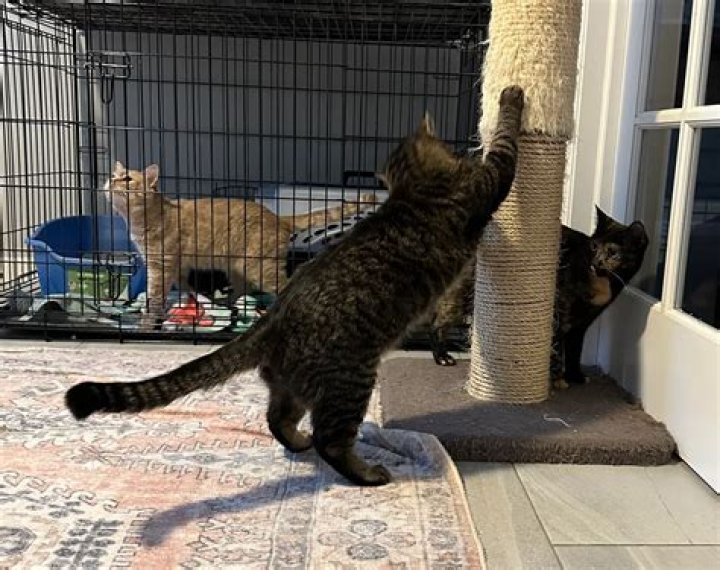 KittenBjorn an Adorable Kitty Pouch Helps Feral Cats Get Adopted