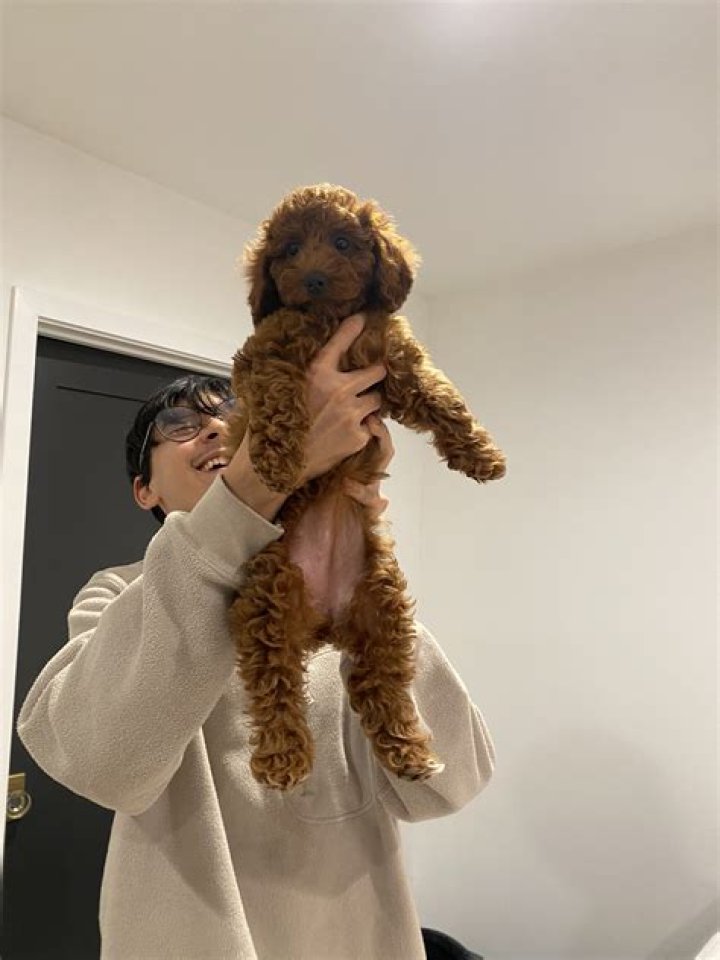 Kyedae Pets - Celebrity Pets