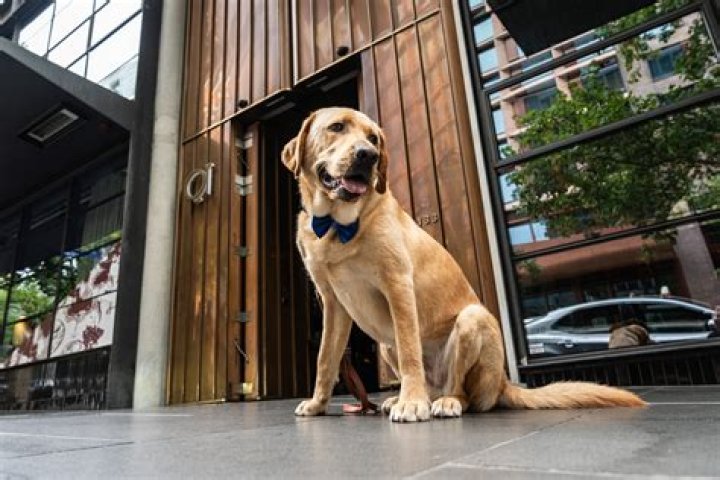 Good boy Labrador failed guide dog school, hired as hotel concierge instead