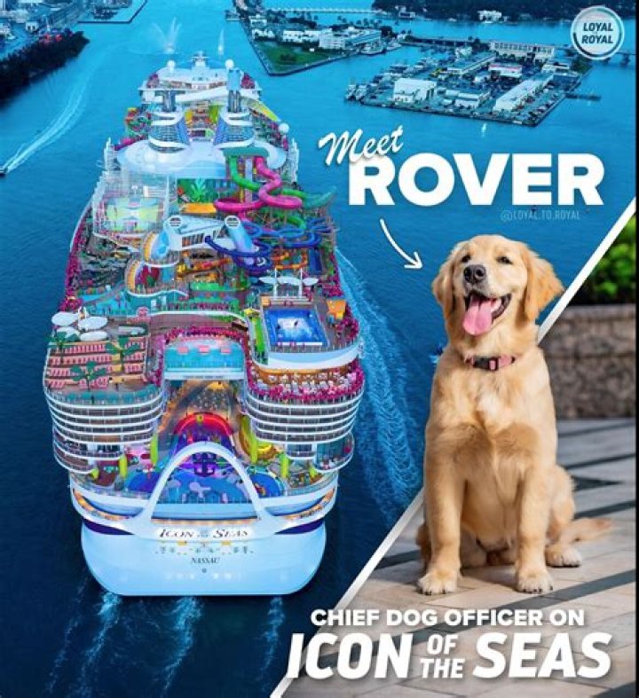 Meet Rover, the Chief Dog Officer for Royal Caribbean’s New Cruise Ship