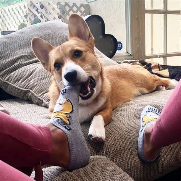 Mercedes Varnado Pets - Celebrity Pets