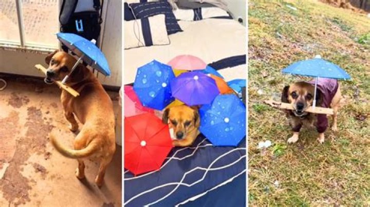 Minion the Rain-Hating Rescue Mutt Delights Millions With His Tiny Umbrella
