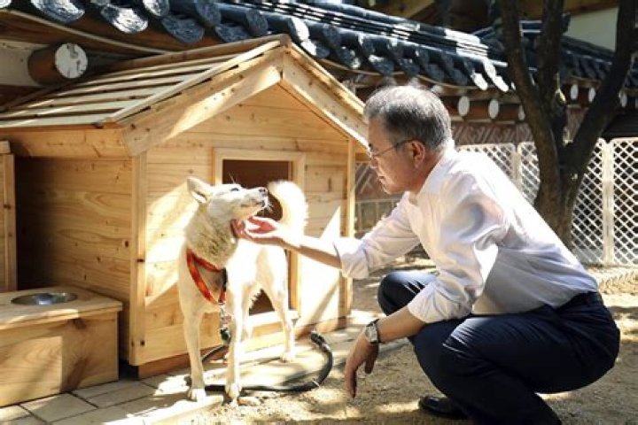 Moon Jae-in Pets - Celebrity Pets