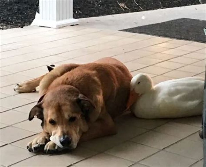 Mysterious duck turns up, cures grieving dog’s 2-year depression