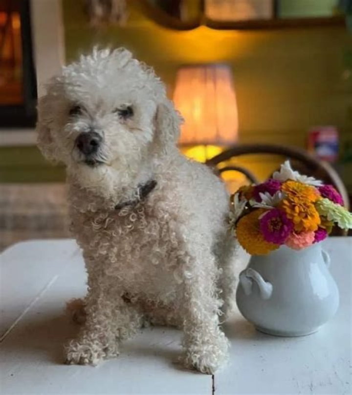 Parker Posey Pets - Celebrity Pets