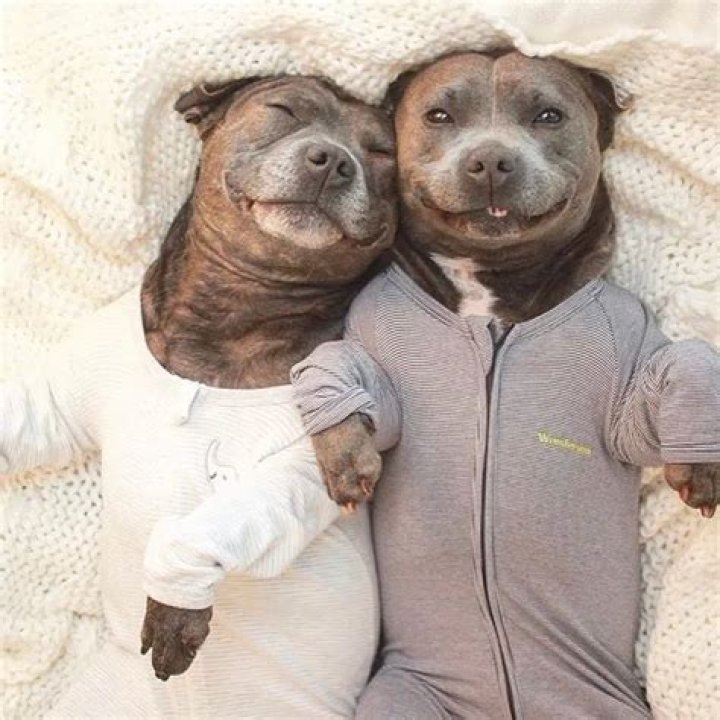 Pitbull brothers Darren & Phillip and the_blueboys fight breed specific legislation in pyjamas