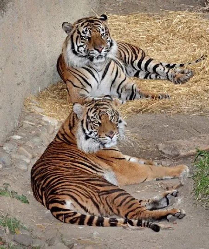 Rare Sumatran Tiger Couple Makes It Facebook Official for Valentine’s Day