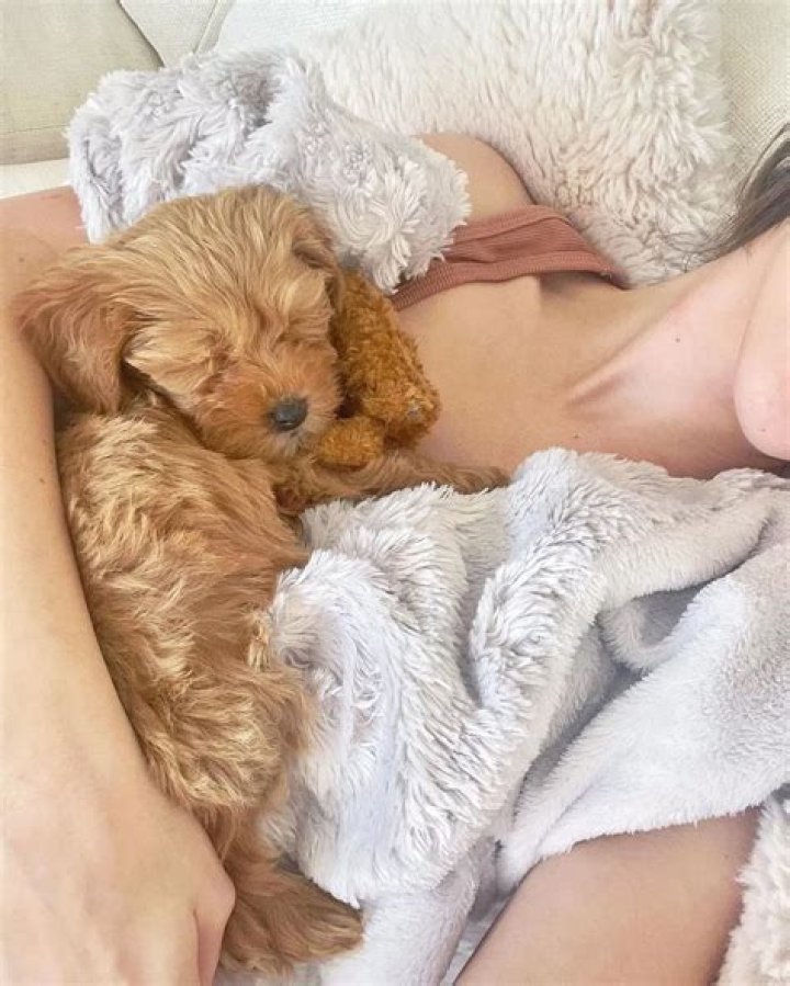 Ryan Whitney Pets - Celebrity Pets