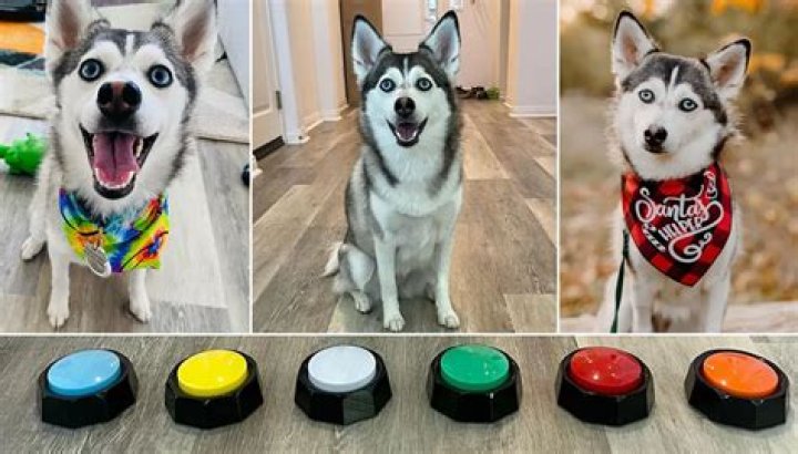 Sapphie The Pomsky has all the buttons and she knows when to push them!