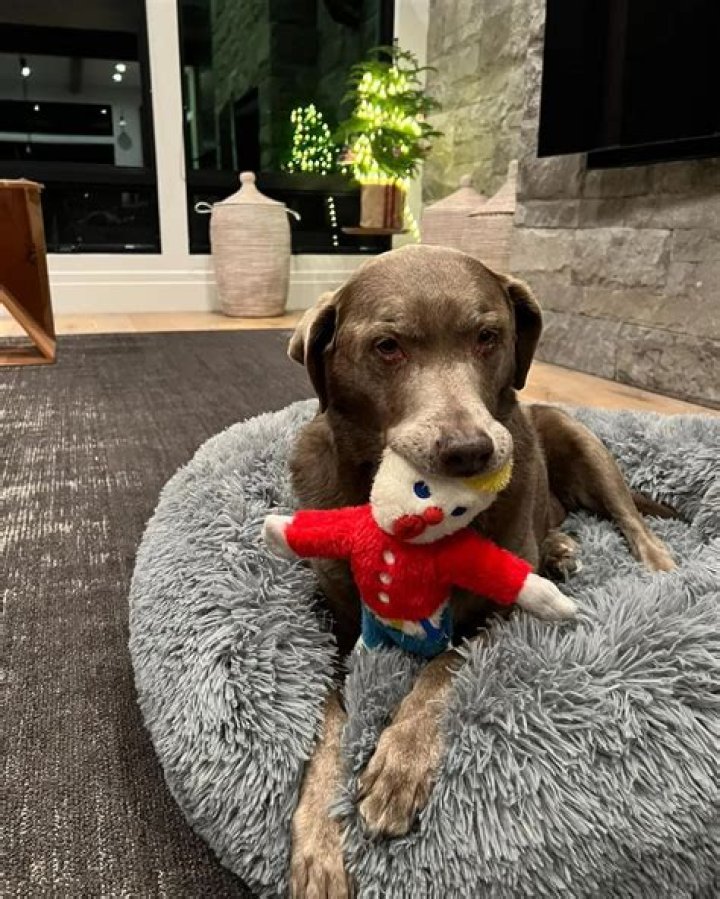 Steve Austin Pets - Celebrity Pets