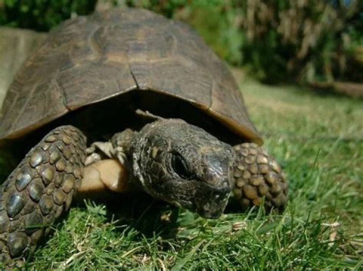 Tortoises, cats and dog inherit tens of thousands from bookshop tycoon Christina Foyle