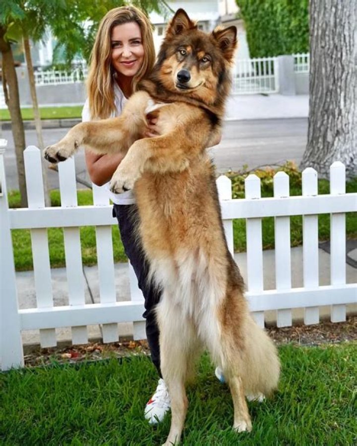 Wander With Willow’s Pack The First Wolfdog Clones in The World