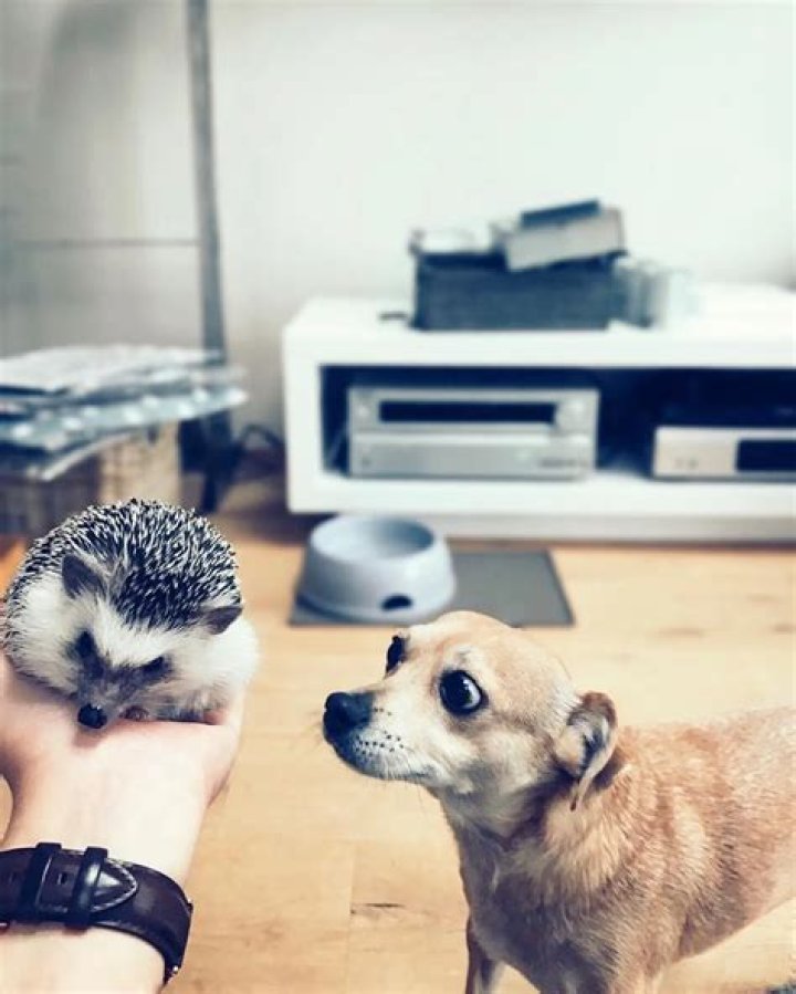 The “world’s cutest adventurer” Mr. Pokee is an African Pygmy Hedgehog with Wanderlust