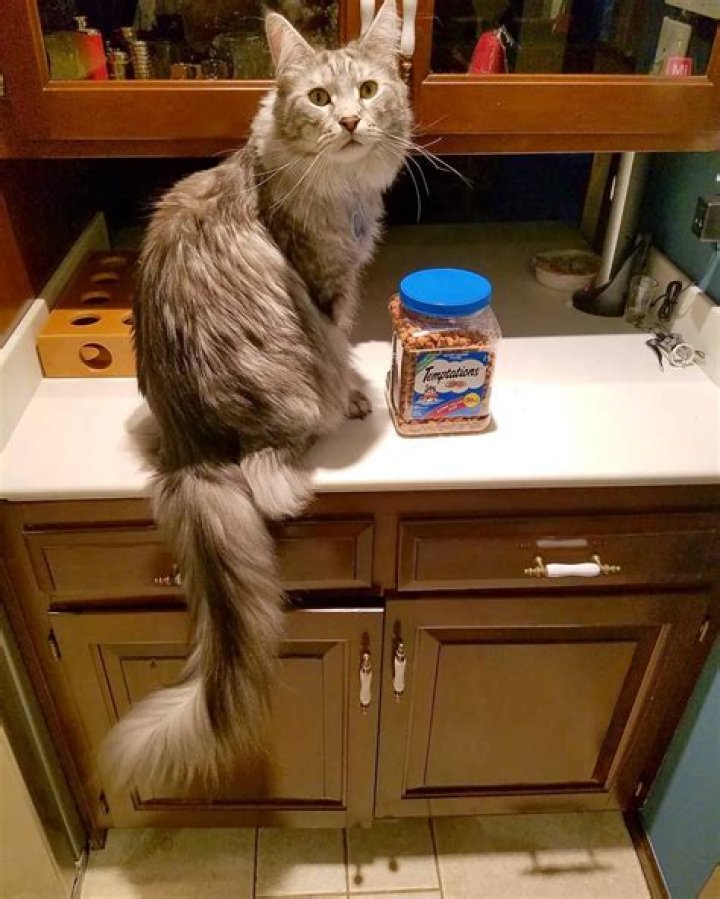 World’s tallest cat and cat with world’s longest tail also happen to be roommates